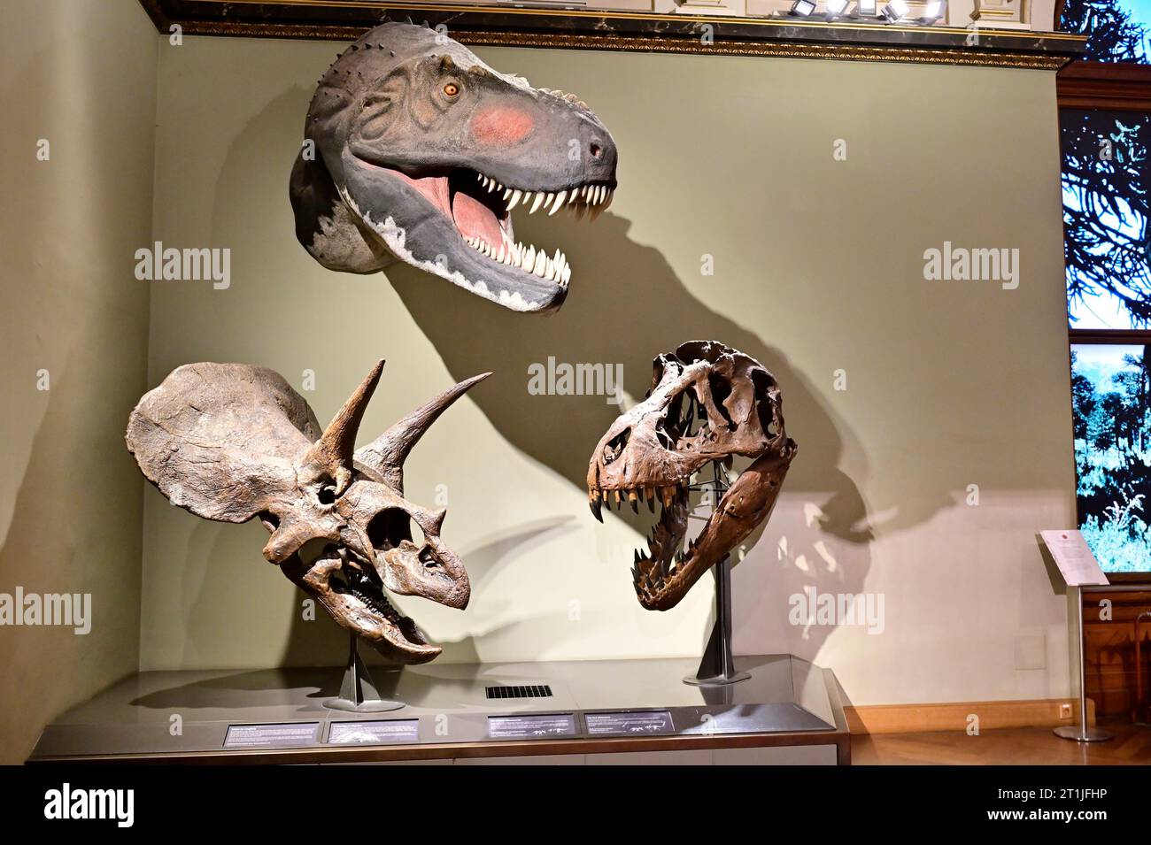 Wien, Österreich. Schädelskelette von Triceratops horridus (L) und Tyrannosaurus Rex (R) im Naturhistorischen Museum Wien Stockfoto