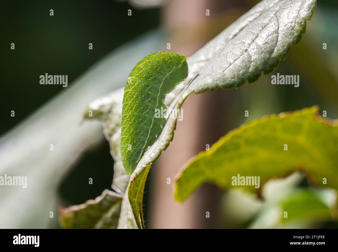 Raupe von Iphiclides feisthamelii, seltener iberischer Schwalbenschwanz-Schmetterling auf einem Blatt Pflaume. Andalusien, Spanien. Stockfoto