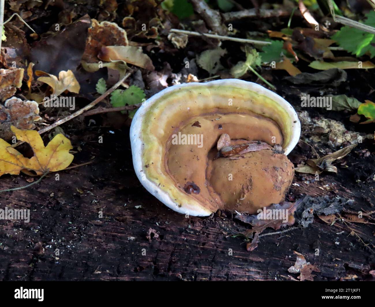 Blick auf einen jungen Braunporling auf einem Faluholz Reststamm Baumpilz Braunporling Faulholzbewohner Jungstadium *** Blick auf einen jungen Braunporling auf einem Falu Holz Reststamm Pilz brauner Porling fauler Holzbewohner Jungbühne Stockfoto