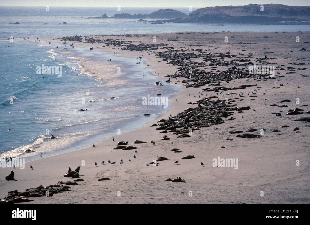 Punkt-Bennett Dichtung Rookery, Channel Islands Nationalpark, Kalifornien Stockfoto