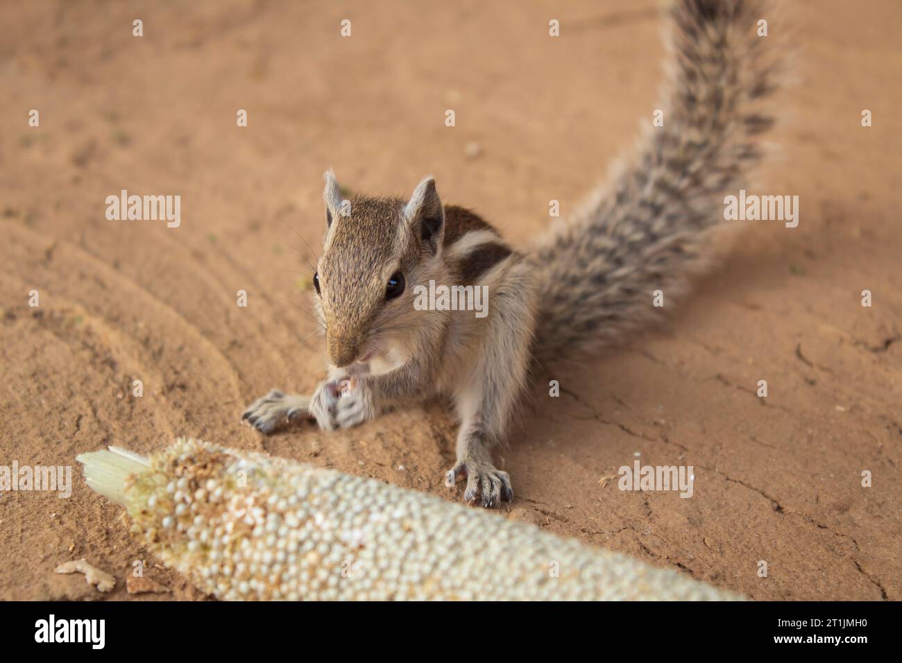 Eichhörnchen isst Hirse auf dem Boden im Park, Indien. Stockfoto