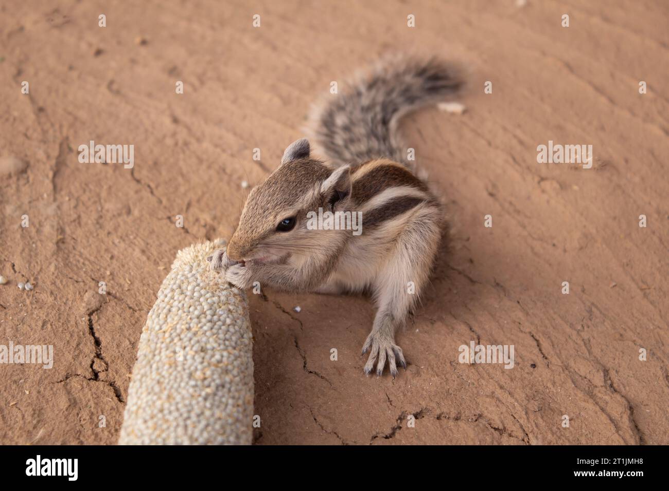 Eichhörnchen essen Hirse auf dem Boden in Rajasthan indien ländliche Gegend. Stockfoto