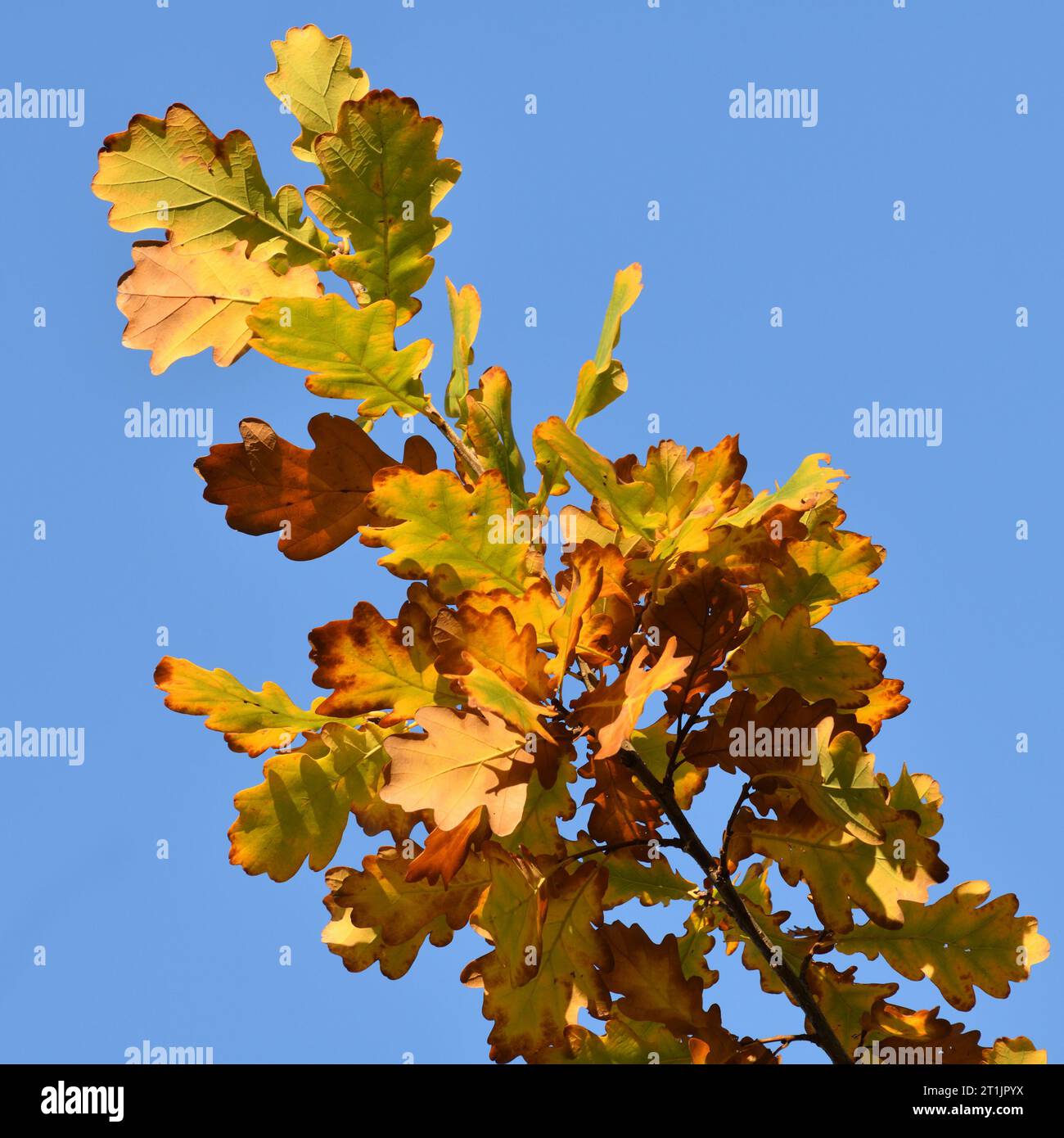 Gelbe Eichenblätter auf Baumzweigen im Herbst Stockfoto