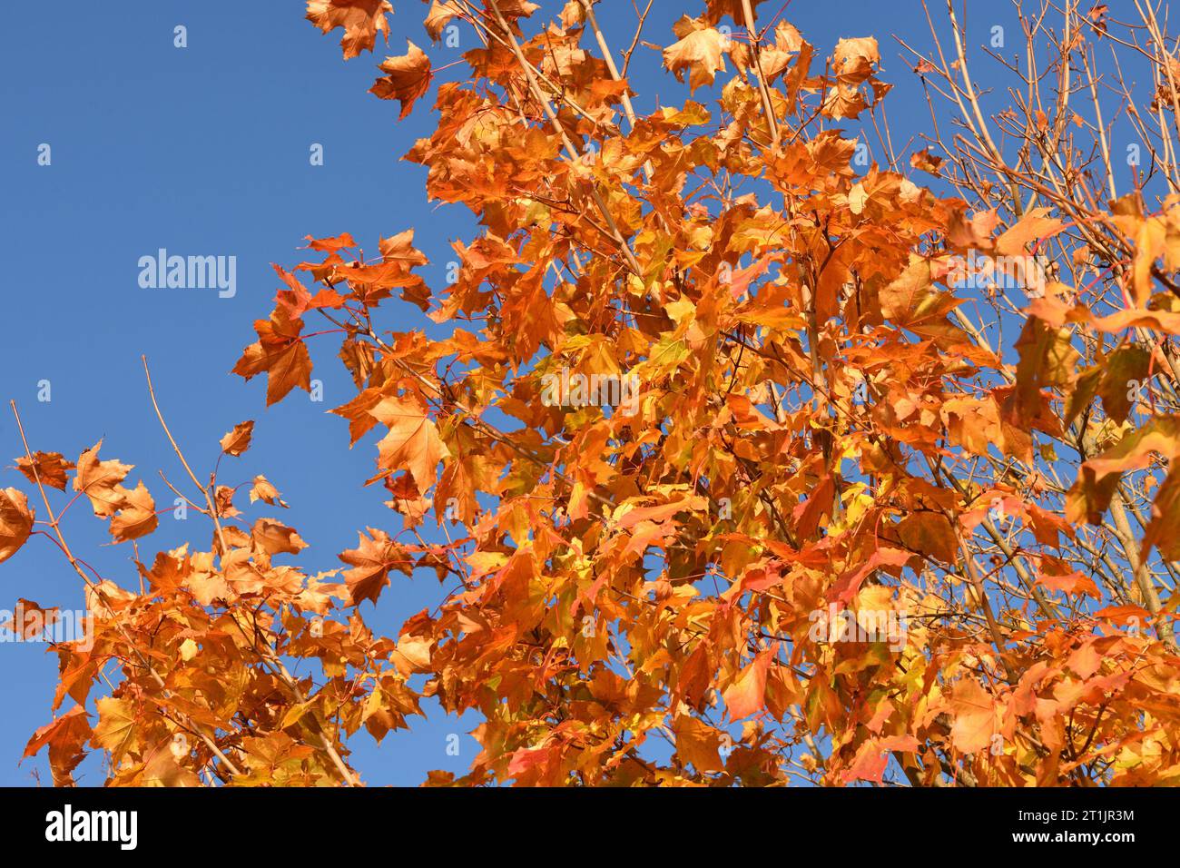Rote Ahornblätter auf Baumzweig im Herbst Stockfoto