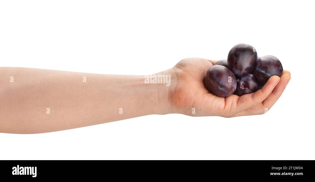 Pflaume in der Hand Pfad isoliert auf weiß Stockfoto