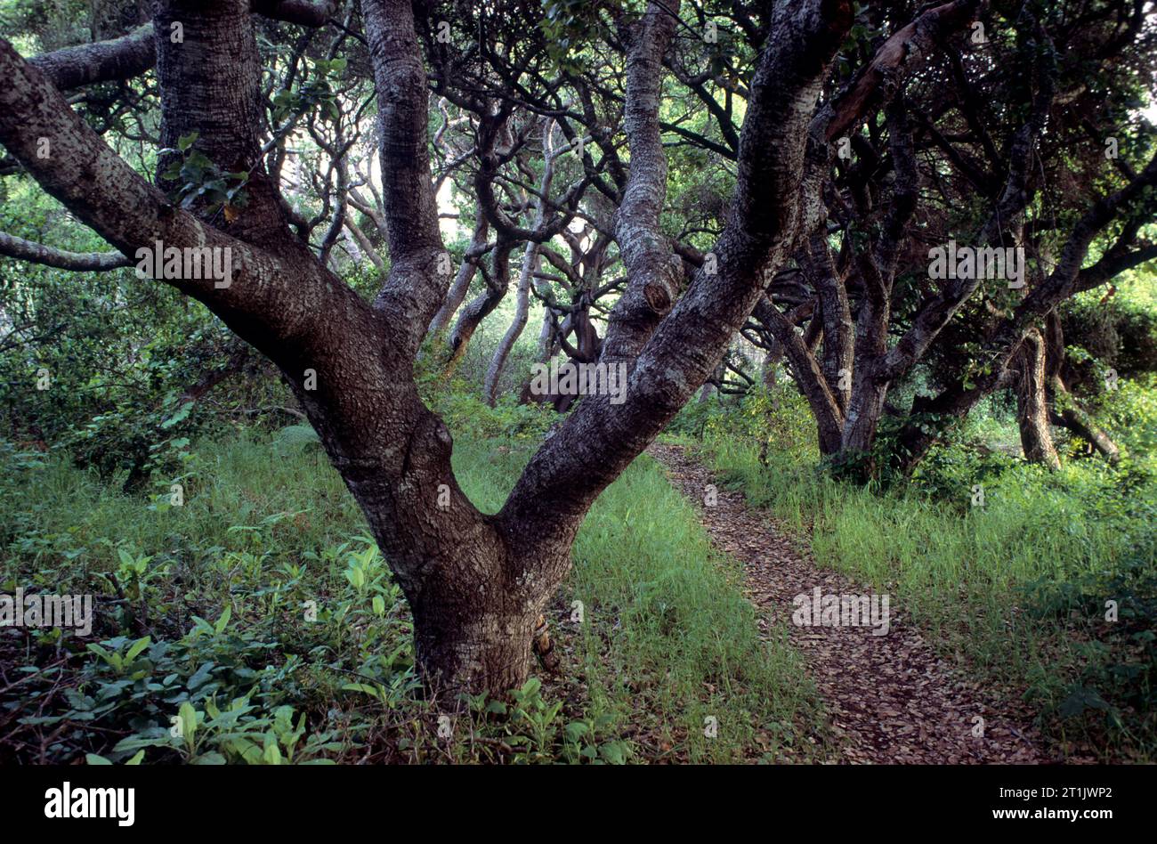 Eichenwälder, Los Osos Eichen State Reserve, Kalifornien Stockfoto