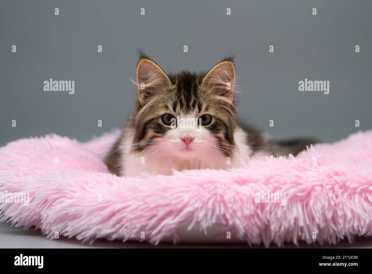 Sibirische Katze auf farbigem Hintergrund Stockfoto