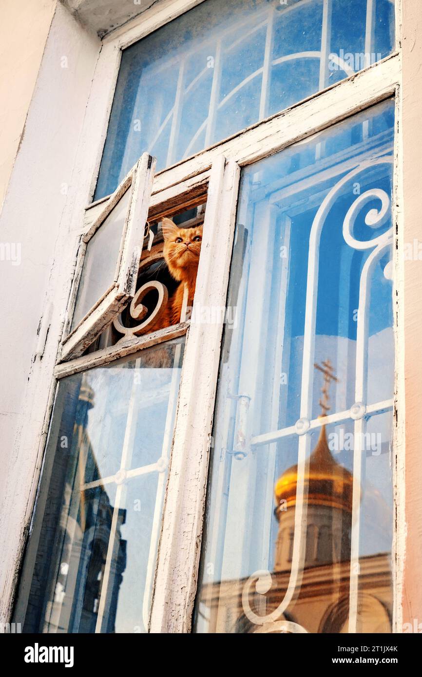 ingwerkatze sitzt in der Fensterscheibe. Eine neugierige Katze schaut nach draußen. Reflexion der Tempelkuppeln im Glas. Stockfoto