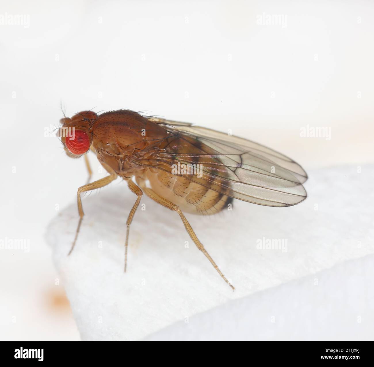 Einzelne Fruchtfliege (drosophila melanogaster) auf einem Küchenpapiertuch. Stockfoto