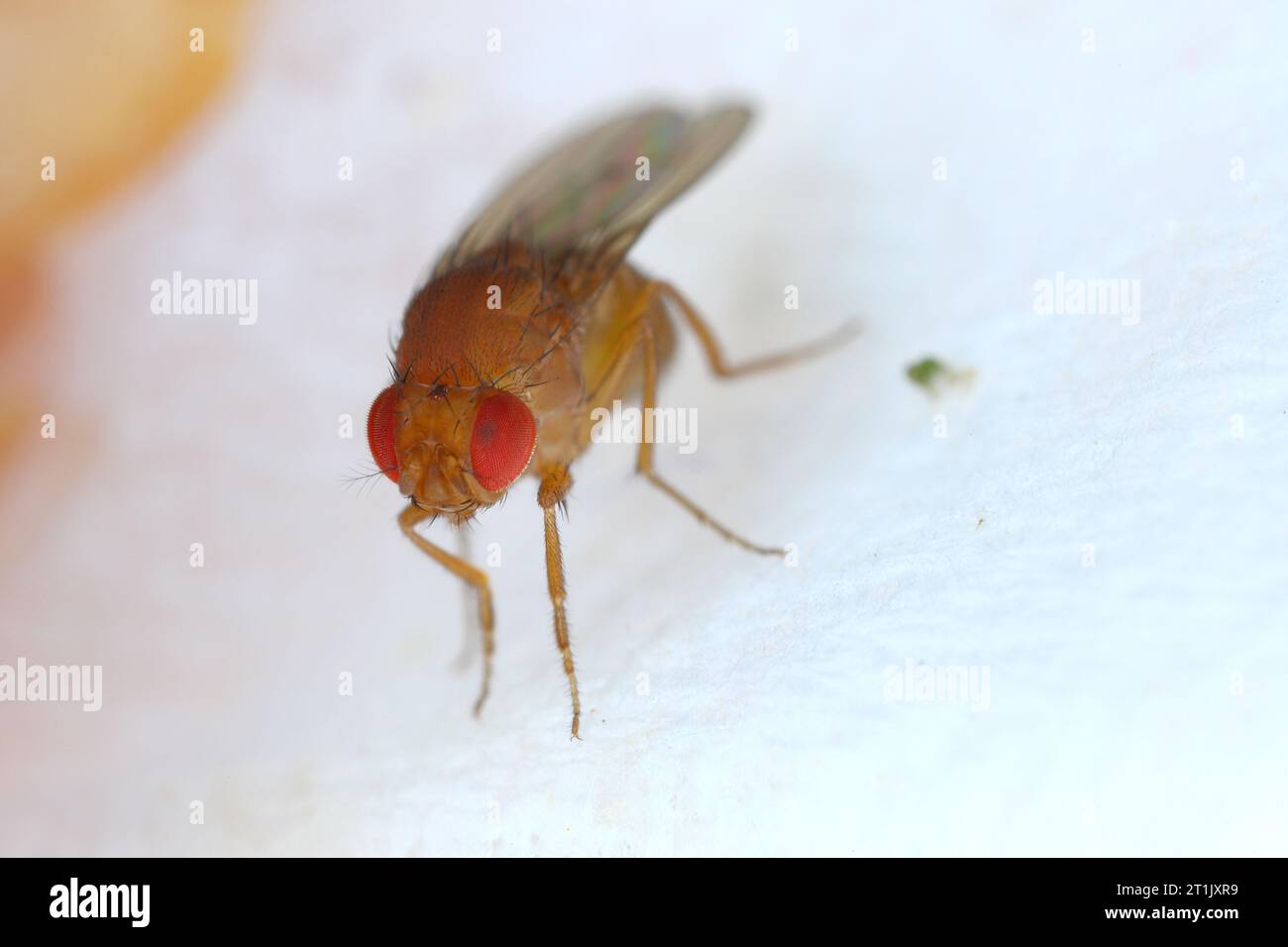 Fruchtfliege Drosophila Diptera Parasit Insektenschädling auf Früchten in Häusern Makro Stockfoto