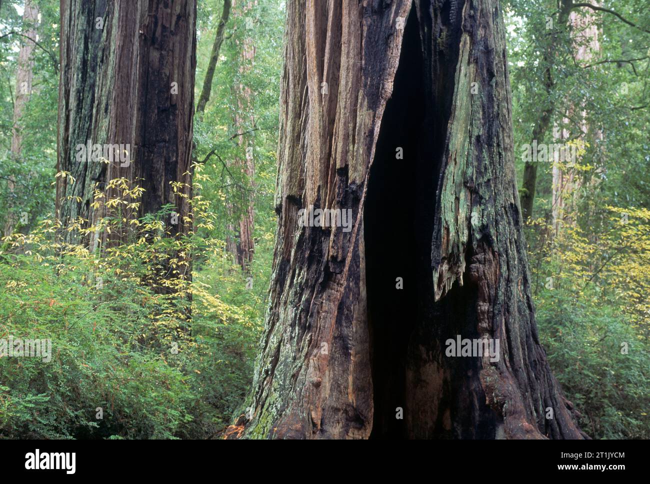 Chimney Tree auf dem Redwood Nature Trail (vor dem Feuer), Big Basin Redwoods State Park, Kalifornien Stockfoto