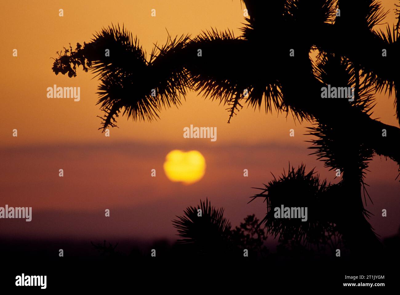 Joshua Tree (Yucca Brevifolia) Sonnenuntergang, Saddleback Butte State Park, Kalifornien Stockfoto