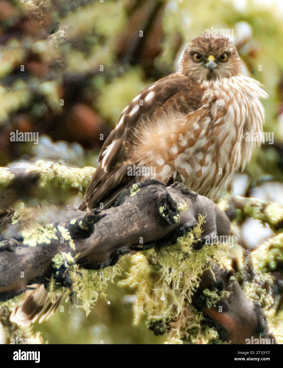 Junger scharfkantiger Falke. Der Forest of Nisene Marks State Park, Santa Cruz County, Kalifornien. Stockfoto