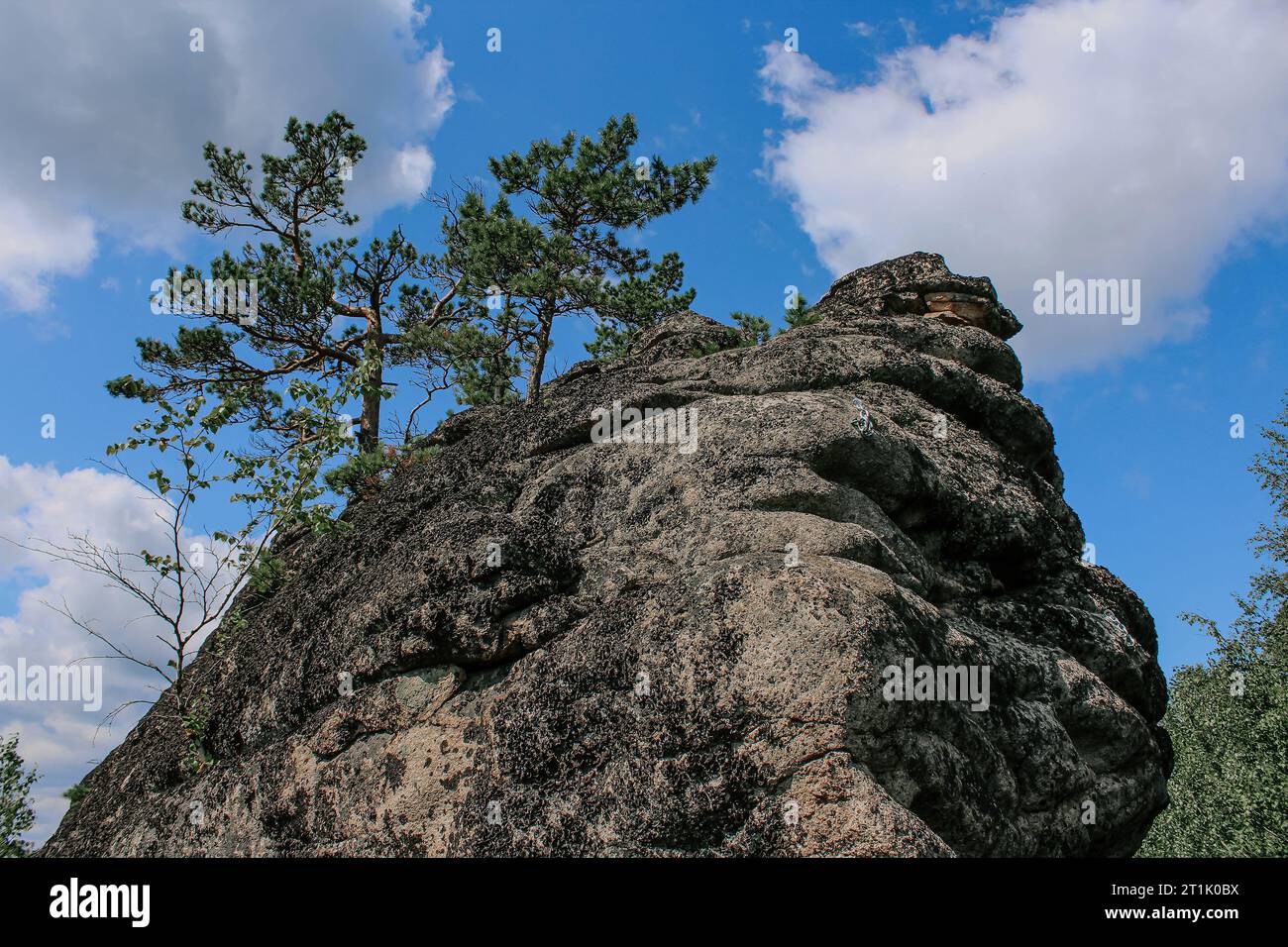 Nadelbäume wachsen auf einem Syenitgestein. Die Kraft der Naturkiefer, die auf einem Stein wächst Stockfoto