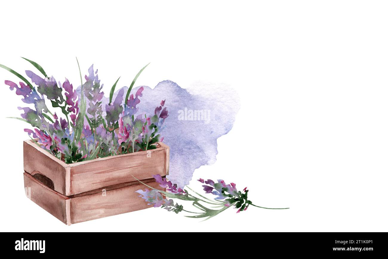 Lavendelstrauß in einer Vintage-Holzkiste. Handgezeichnete Aquarellillustration von lila Blumen für horizontales Banner mit freiem Platz für Text. Kosmos Stockfoto