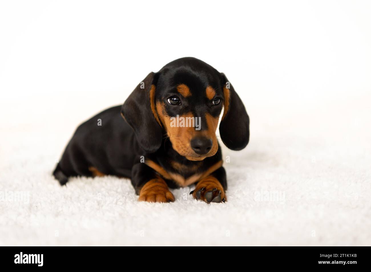 Niedlicher kleiner Wursthund 10 Wochen alt Stockfoto