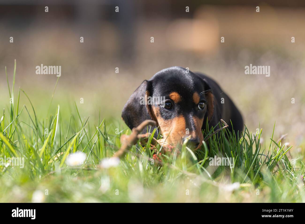 Niedliche kleine Wurst Welpe Hund draußen in der Natur auf Gras Stockfoto