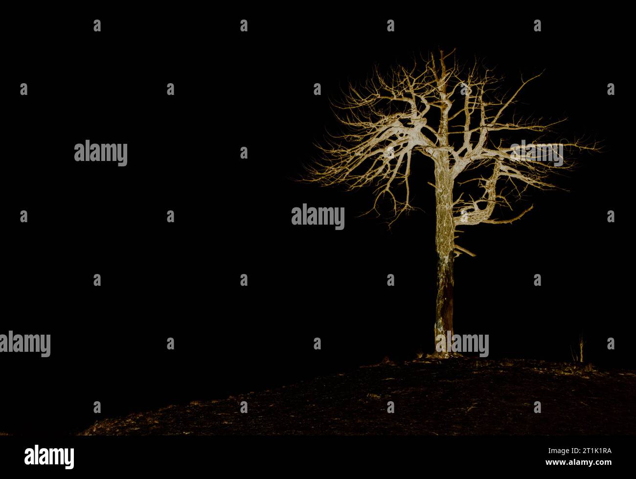 Eine Halloween Skelett Dekoration hängen in einem Baum mit bunten Blätter  im Hintergrund Stockfotografie - Alamy