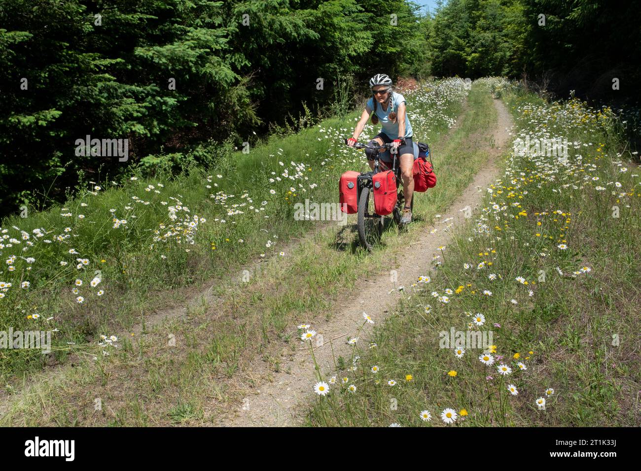 WA24544-00....WASHINGTON - Vicky Spring Schotterradtour durch das Waldgebiet Port Ludlow. MR# S1 Stockfoto