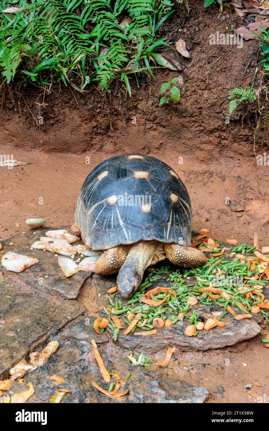 Schildkröte der Art Astrochelys radiata, Madagaskar Stockfoto