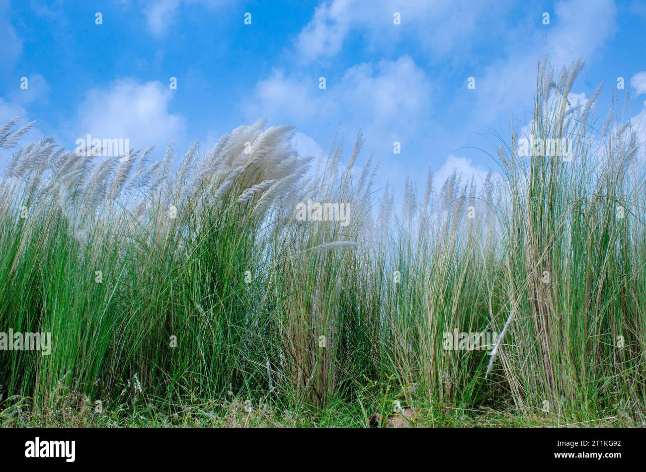 kash Flower und ländliche westbengalen indien Stockfoto