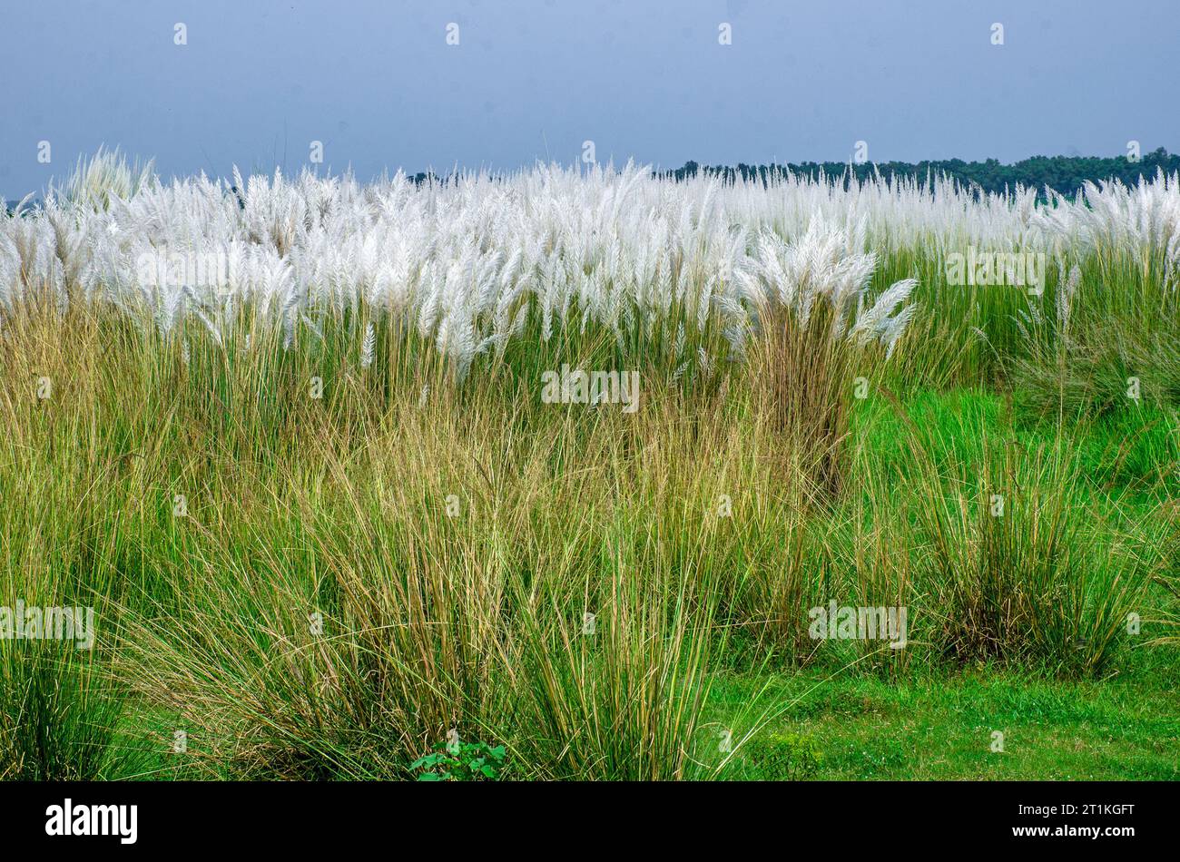 kash Flower und ländliche westbengalen indien Stockfoto