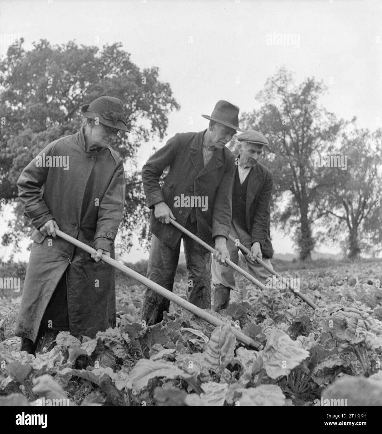 Darby und Joan Krieg Arbeitnehmer - Rentner beitragen, Manuden, Essex, 1942 Drei Rentner stark an der Arbeit auf dem Land, machen ihre Bit für die 'DIG für Sieg" Kampagne von Hacken Kohl in einem Bereich, in dem Dorf Manuden in Essex. Von links nach rechts sind dies: Maria Hannah Debnam, ihr Mann Hubert (beide im Alter von 67 Jahren) und die anderen Dorfbewohner Harry König (im Alter zwischen 6 und 71). Stockfoto