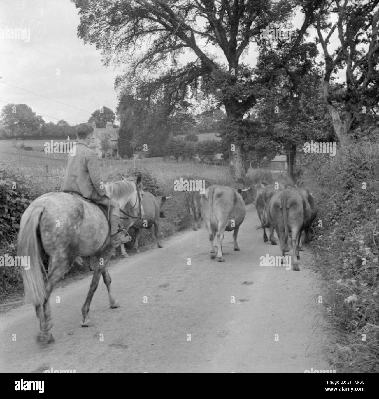 Farmer's Sohn - das Leben auf dem Berg Barton Farm, Devon, England, 1942 Colin Hoare, ein Pferd reiten, treibt die Kühe auf den Feldern nach dem Melken auf dem Bauernhof seines Vaters, irgendwo in Devon. Stockfoto