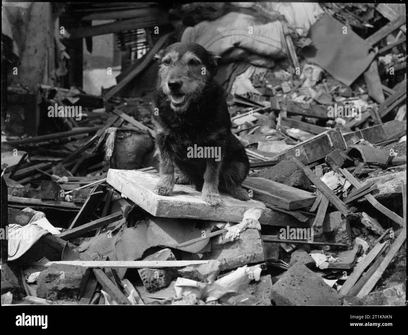 Air Raid Vorsichtsmaßnahmen Hund am Arbeitsplatz in Pappel, London ...