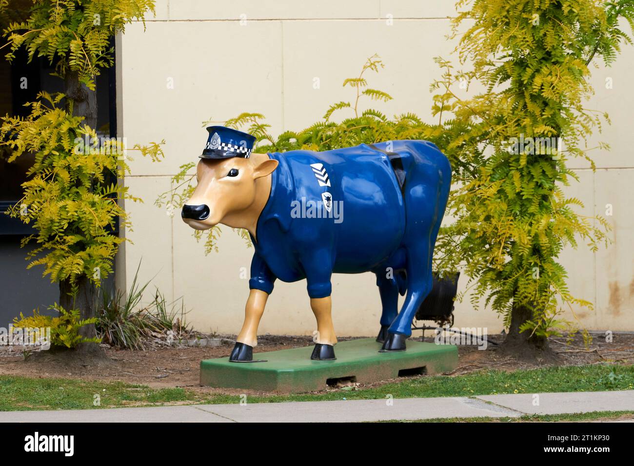 Shepparton, Victoria Australien 14. Oktober 2023, The Moooving Art, Dairy Cow malte in Polizeifarben vor der Shepparton Polizeistation. Stockfoto