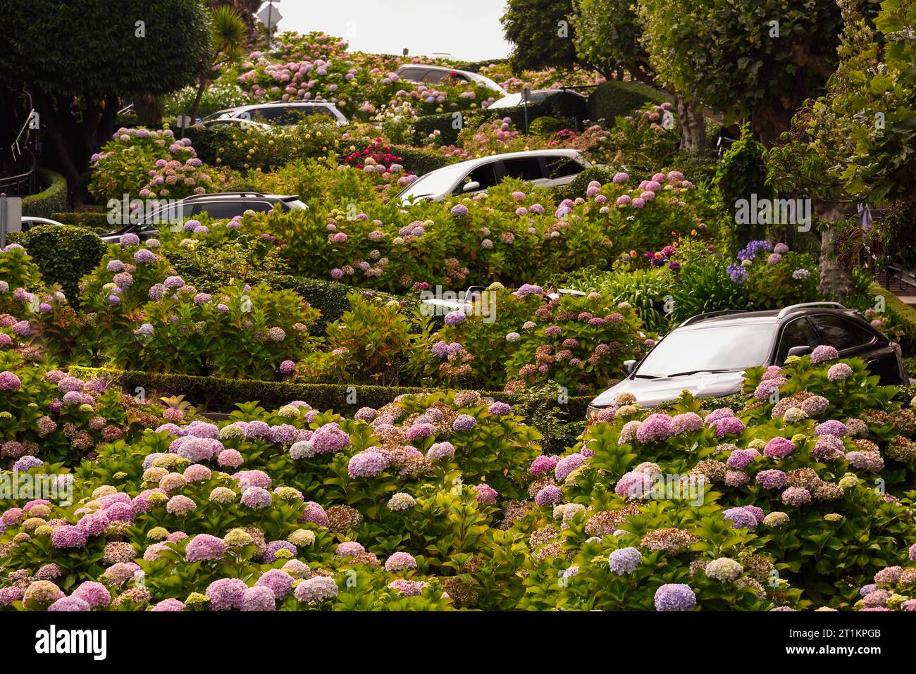 Verkehr an der Crooked Lombard Street in San Francisco, Kalifornien Stockfoto