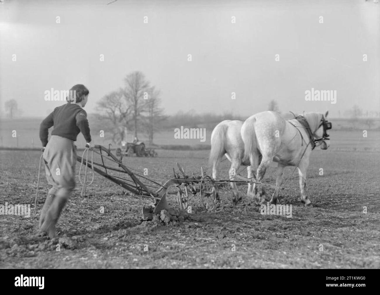 Women's Land Army Training in Cannington Farm, Somerset, England, C 1940 Mitglied der Women's Land Army ist in der traditionellen Pferd ausgebildet - Methode der Pflügen auf der WLA-Training Center in Cannington in Somerset, c 1940. Stockfoto