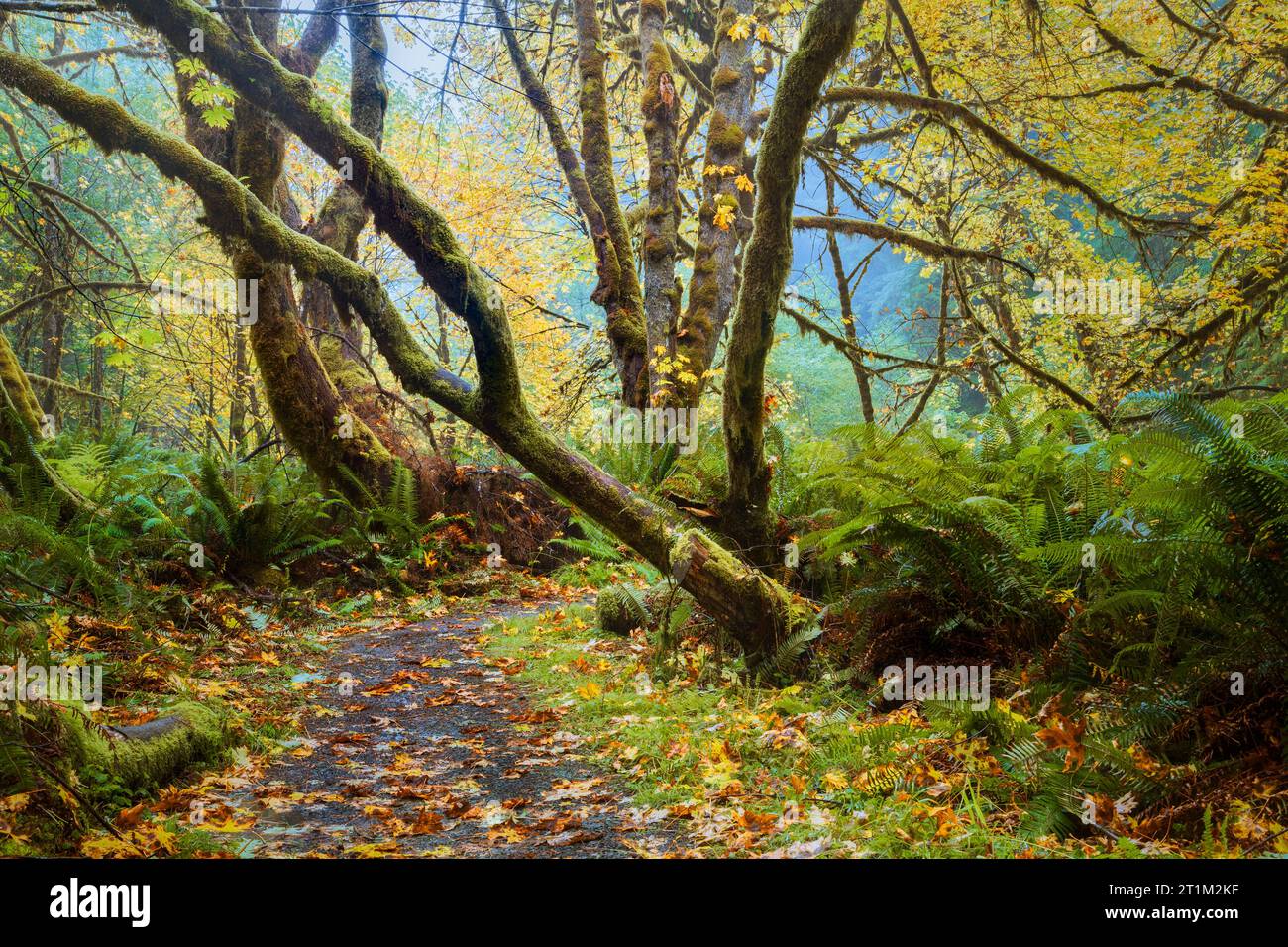 Misty Forest Scenes, aufgenommen auf einem Wanderweg im Prairie Creek Redwoods State Park in der Nähe von Orick California, USA, mit Ahornen und gefallenen Blättern. Stockfoto