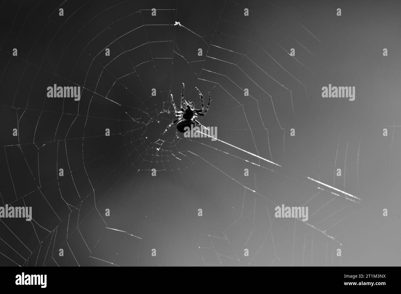 Gartenspinnenkorbweber, Araneus diadematus auf seinem Spinnennetz. Schwarzweiß bearbeiten. Gruselige, gruselige Stimmung. Frühherbst, Tschechische republik Stockfoto