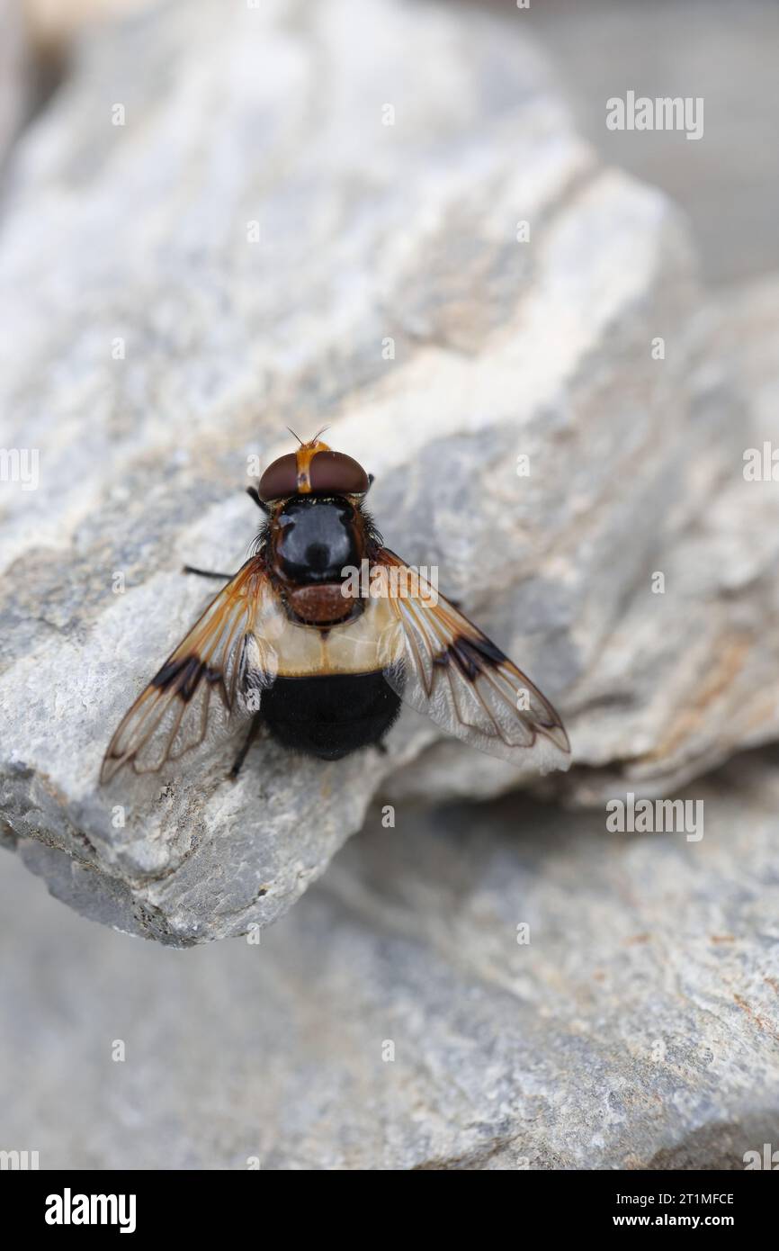 hoverfly sitzt auf einem Felsen, um sich zu erhitzen Stockfoto