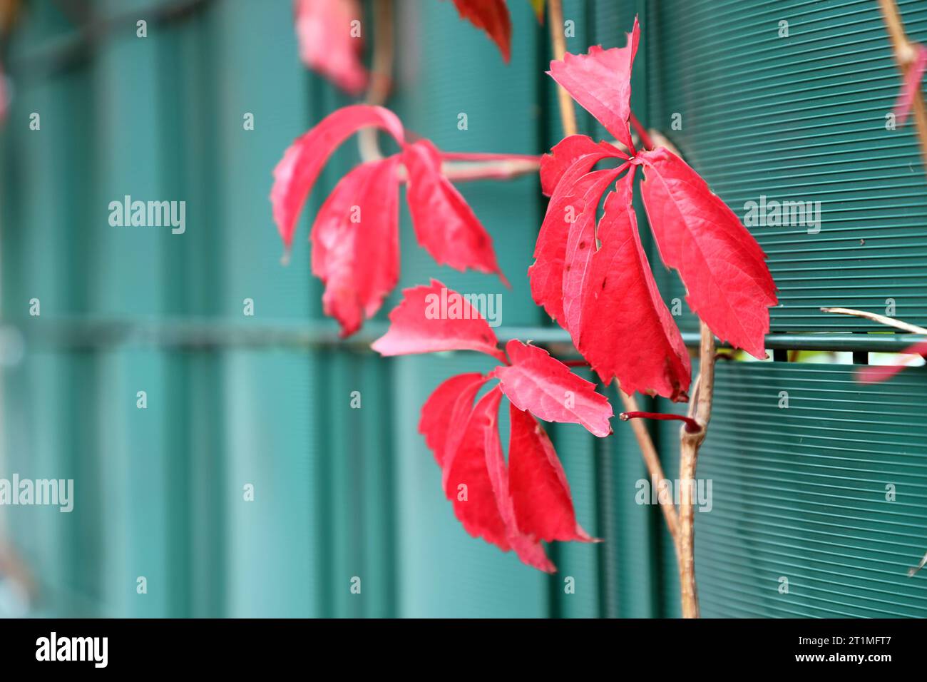 Buntes Laub im Herbst Wilder Wein rankt an einem Sichtschutzzaun *** buntes Laub im Herbst Wilde Weinranken auf einem Privatzaun Credit: Imago/Alamy Live News Stockfoto