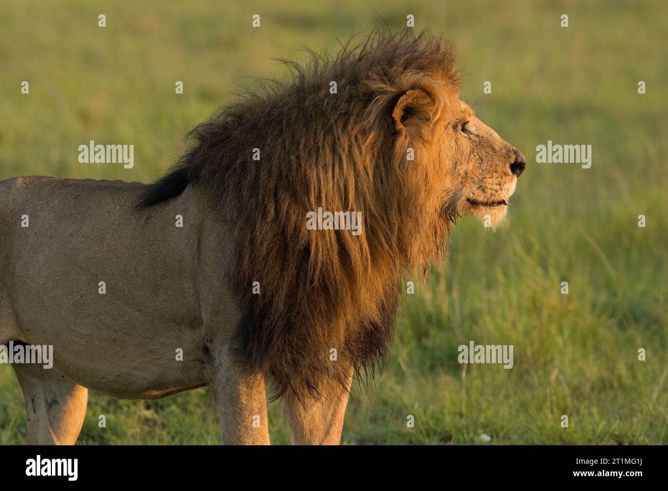 Stolzer männlicher Löwe Seitenprofil mit schöner Mähne Stockfoto