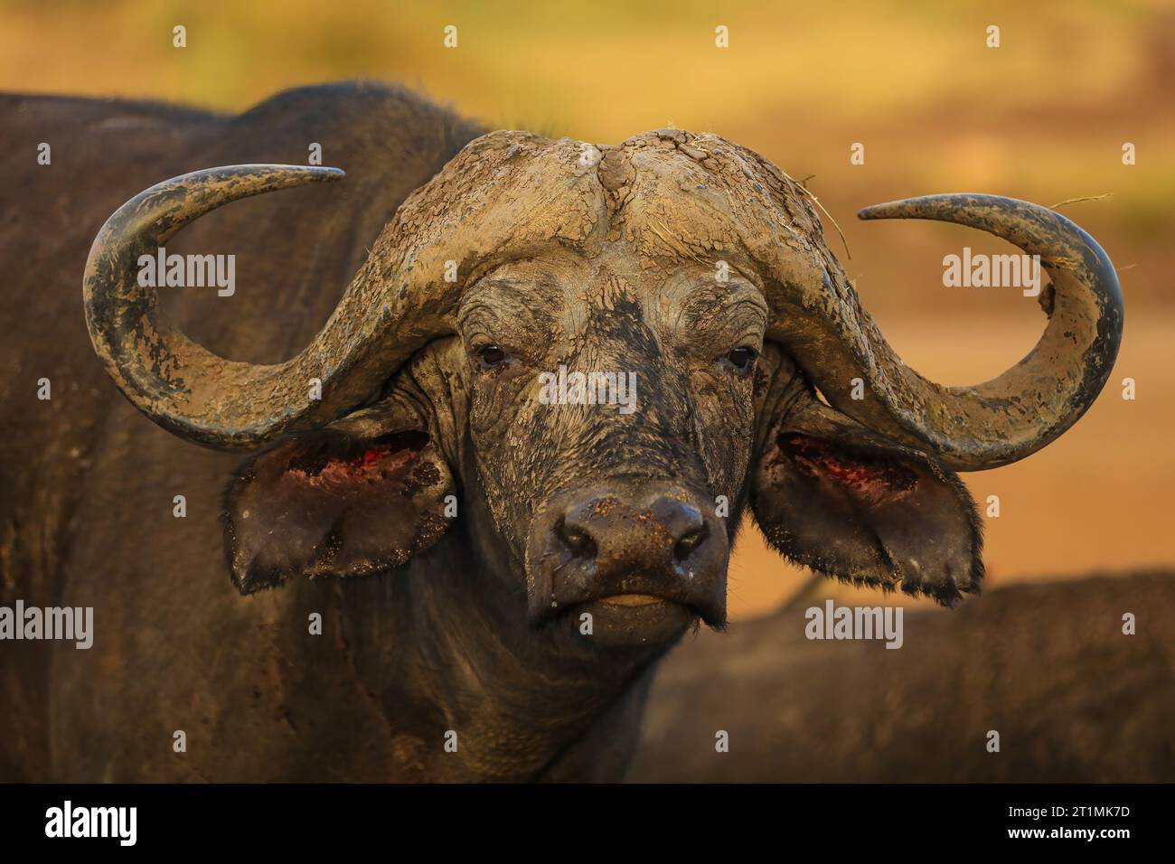 Afrikanischer Büffel-Porträt Stockfoto