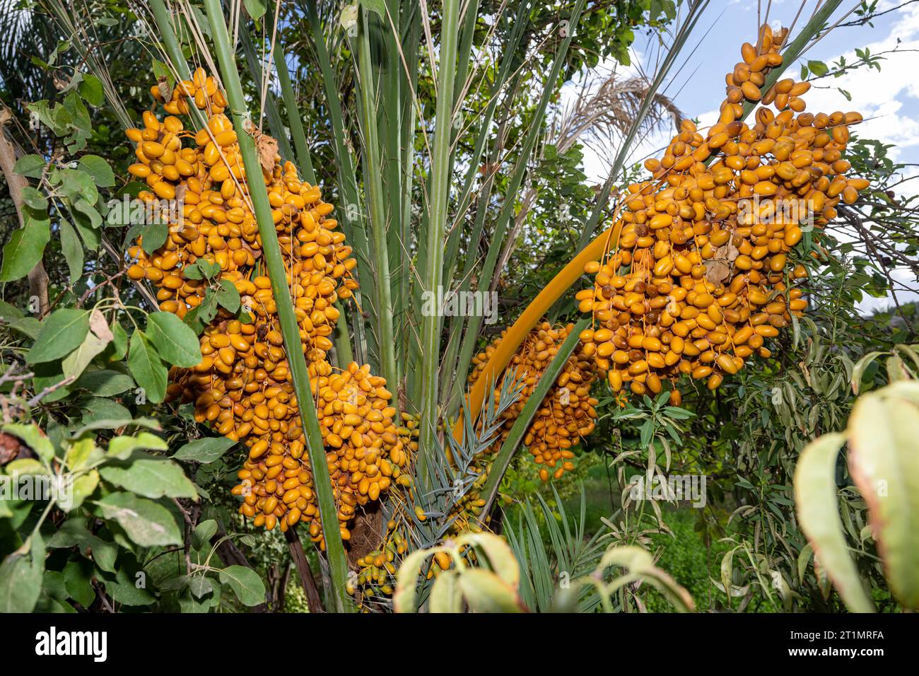 Mezguita, Marokko. Oktober 2023. Die Abbildung zeigt Palmdaten während eines Besuchs im Palmengarten Palmeraie Mezguita, Teil eines Arbeitsbesuchs des Entwicklungsministers in Marokko, Samstag, den 14. Oktober 2023. BELGA PHOTO JONAS ROOSENS Credit: Belga News Agency/Alamy Live News Stockfoto