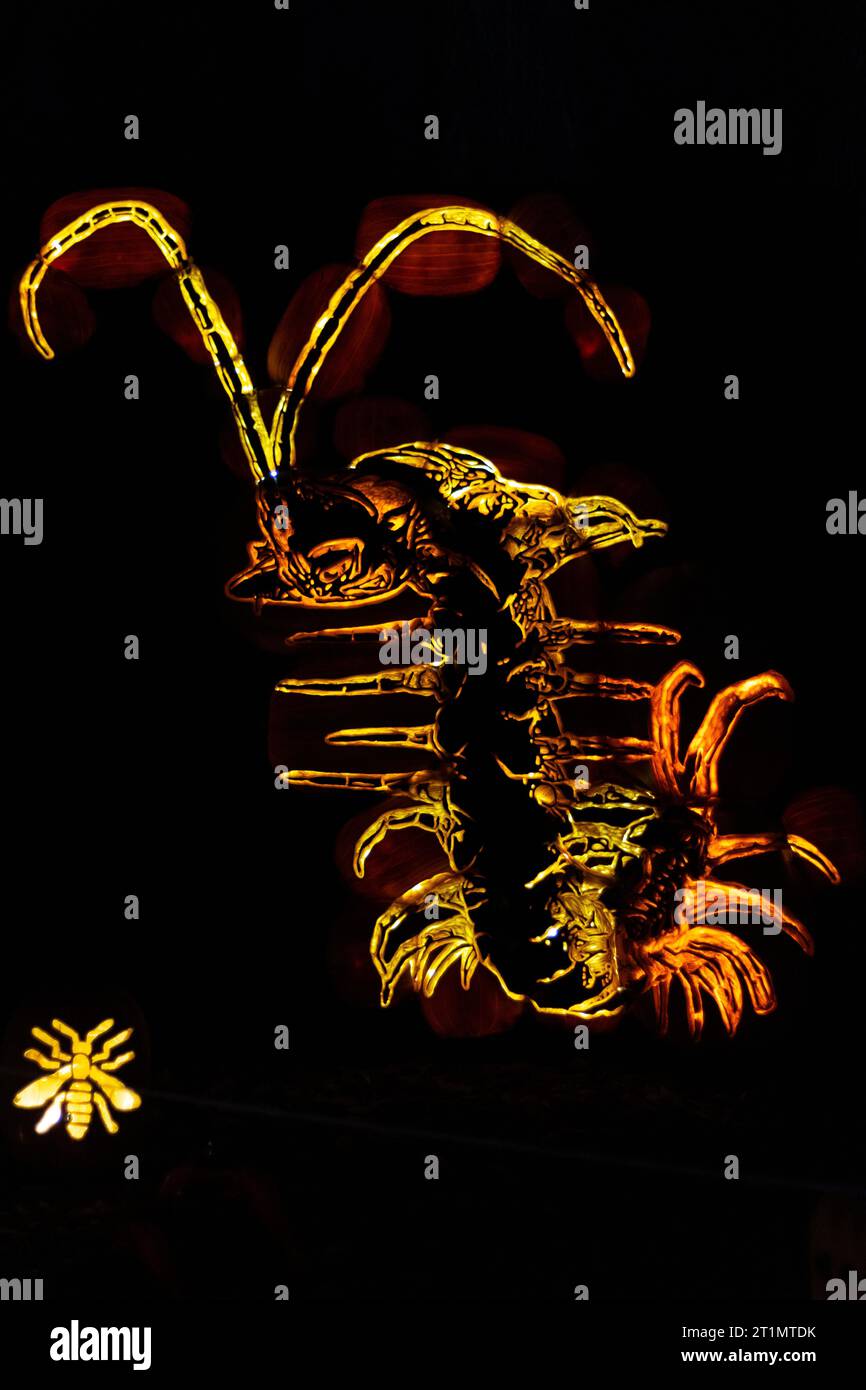 centipede Käfer viele Beine Kreatur beleuchtet auf schwarzem Hintergrund geschnitzt von Kürbissen Stockfoto