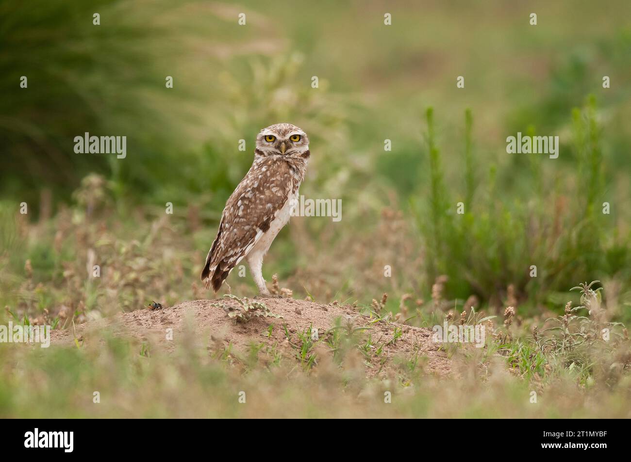 Grabkühe in Calden Forest Environment, La Pampa Provinz, Patagonien, Argentinien. Stockfoto