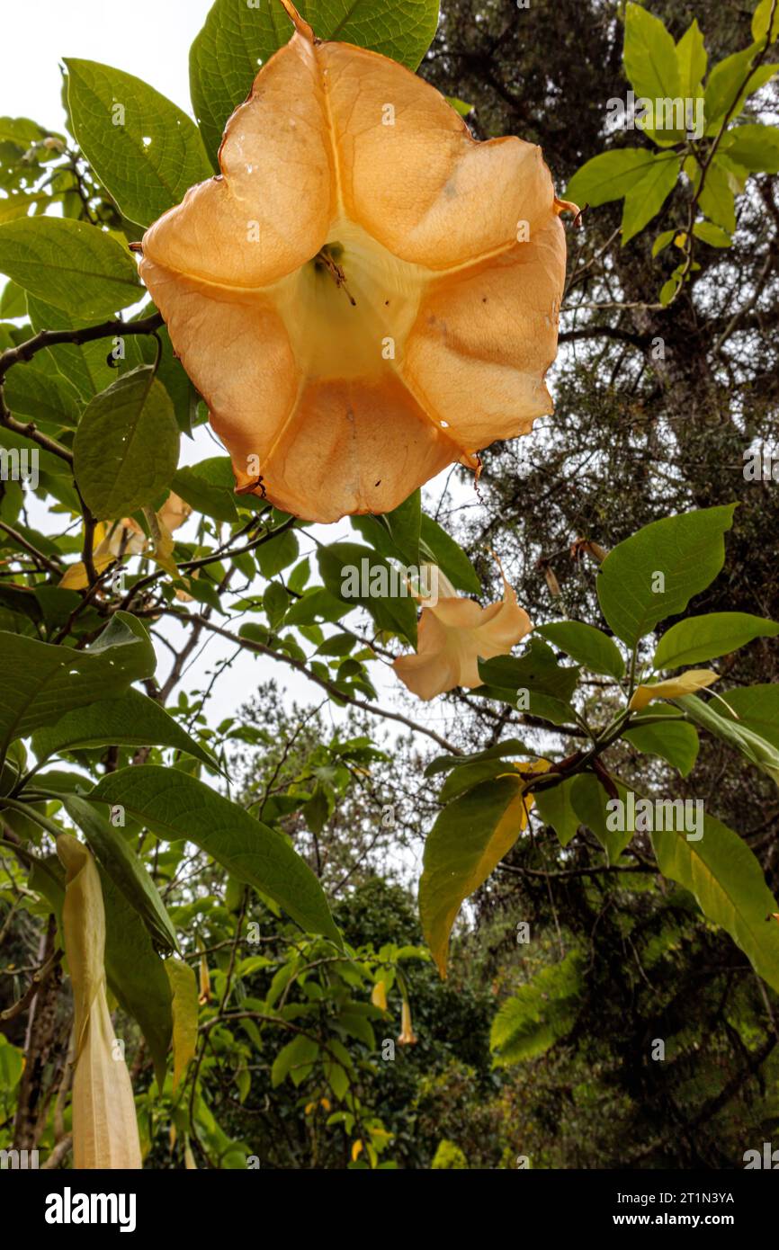 Datura Blume im Garten. (Datura stramonium) Stockfoto