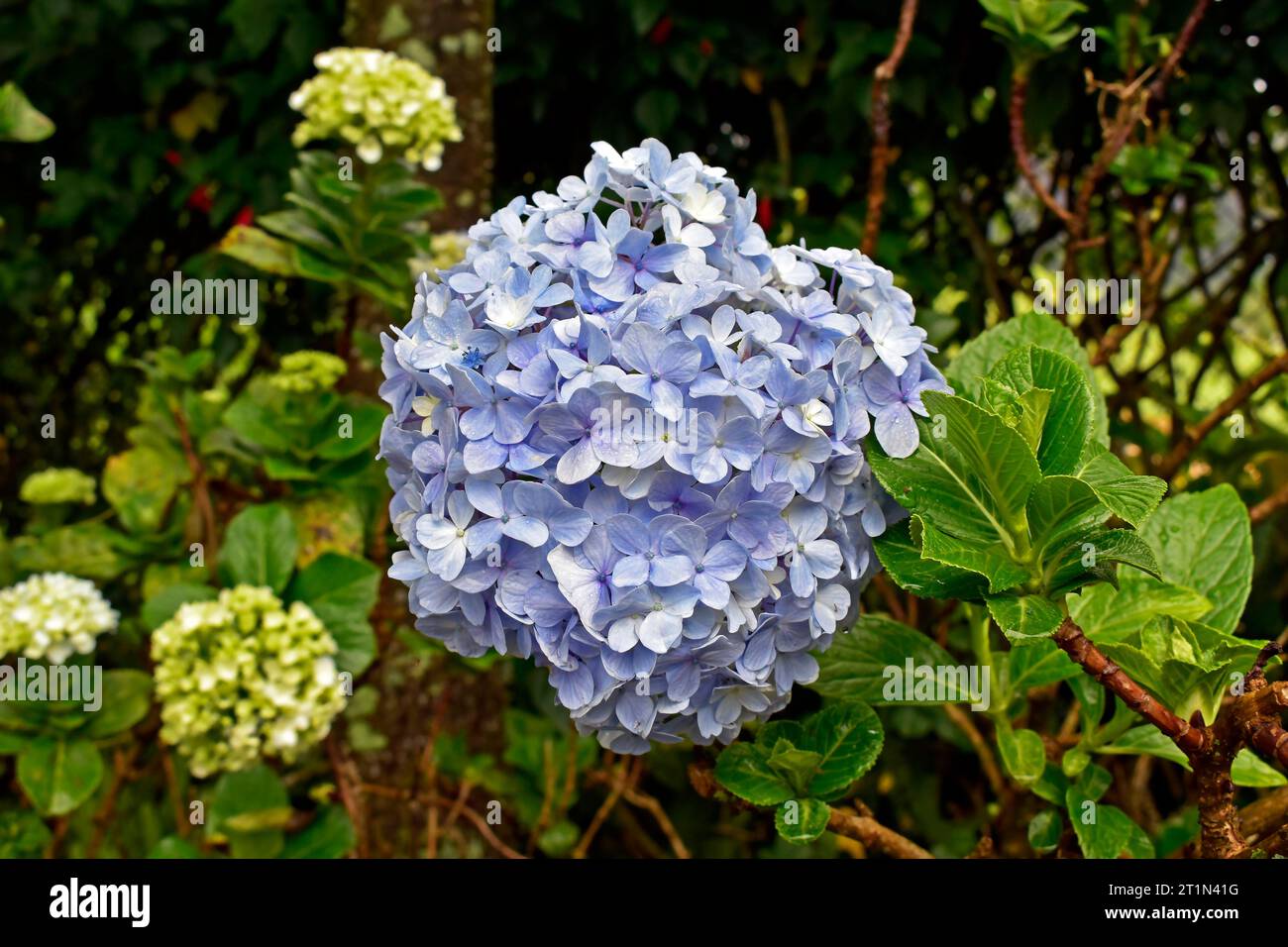 Blaue Hortensienblume (Hortensia macrophylla) im Garten Stockfoto