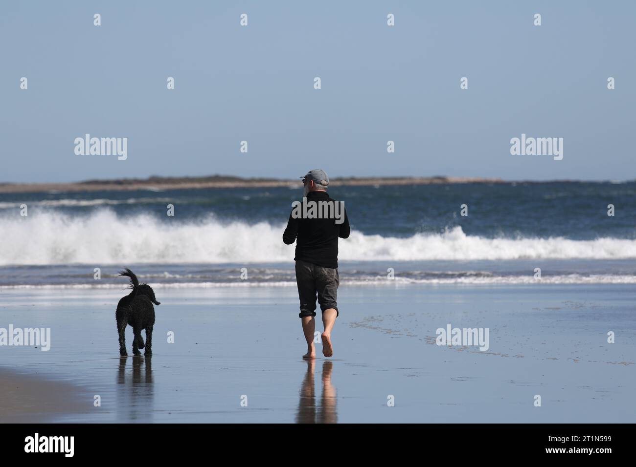 Ein Mann, der am Good Harbor Beach, Gloucester, in der Nähe des Ozeans läuft, mit einem schwarzen Hund im Rückblick Stockfoto
