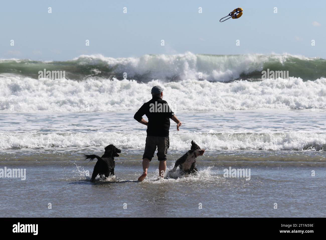 Ein Mann wirft ein Spielzeug für seine Hunde, um sie an einem Strand in der Nähe des Ozeans zu holen Stockfoto