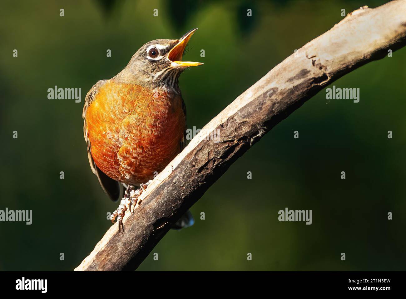 American robin interagiert Stockfoto
