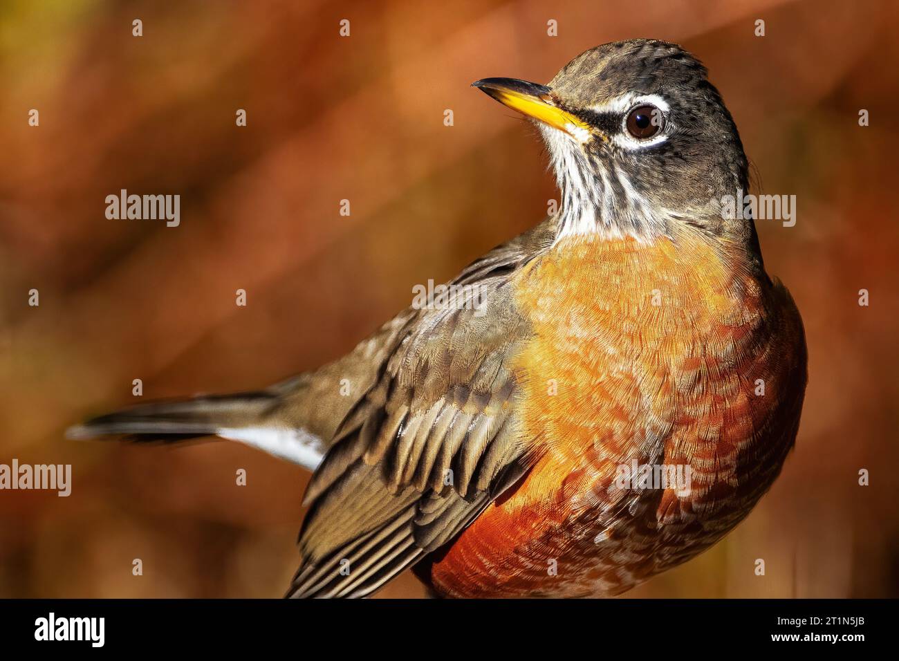 Amerikanischer robin im Herbst Stockfoto