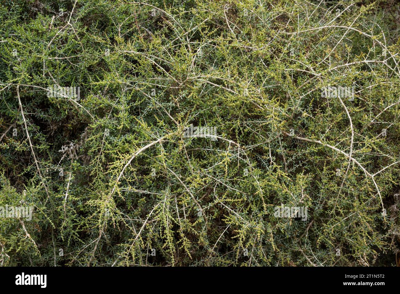 Lycium intricatum, eine einheimische kanarische Sukkulenten, dornige Pflanzenart, in der Nähe von Punta de Hidalga, Anaga, Teneriffa, Kanarischen Inseln Stockfoto