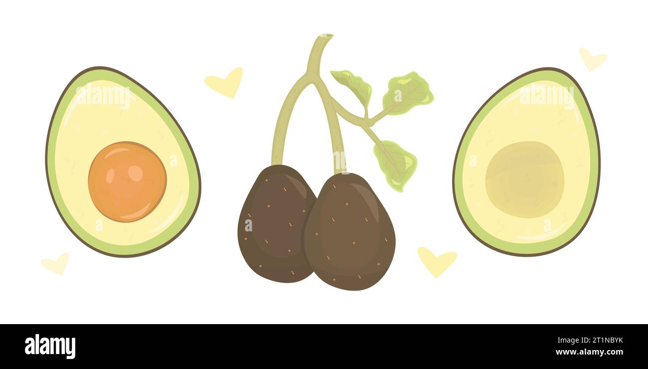 Appetitliche ganze und geschnittene Avocados, Farbvektor-Illustration Set Stock Vektor