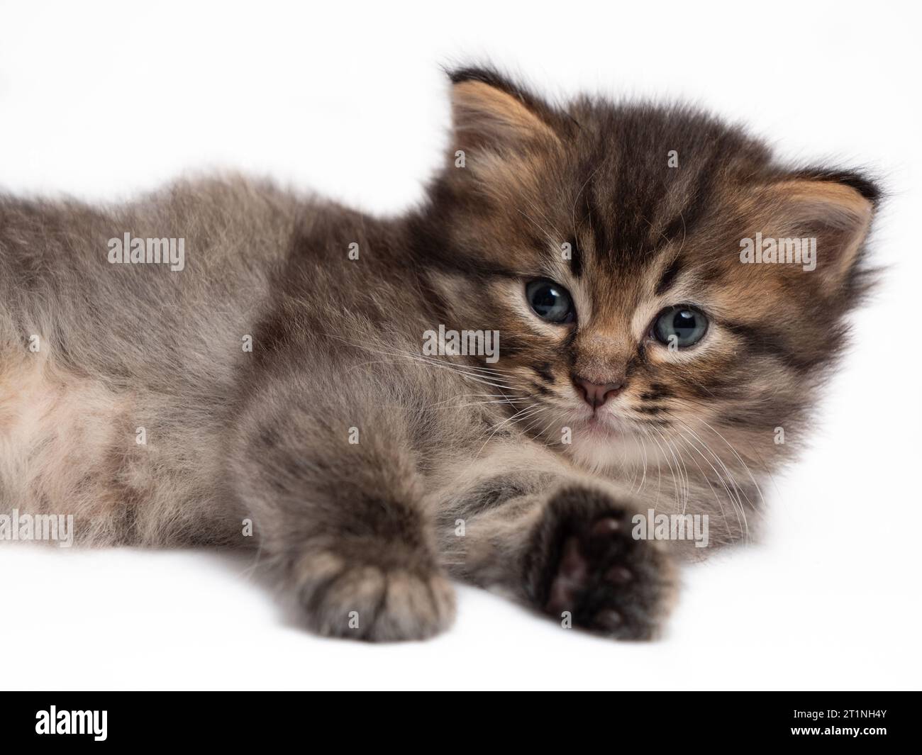 Niedliches Tabby-Kätzchen mit flauschigem Fell auf weißem isoliertem Hintergrund Stockfoto